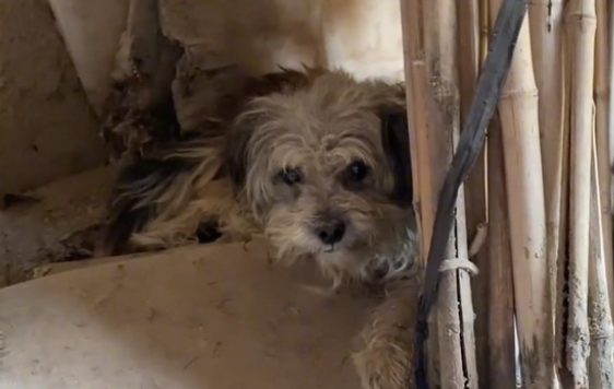 坚持不吃碗里食物的宠物狗,当主人搬走后,它却还在守着他们的家