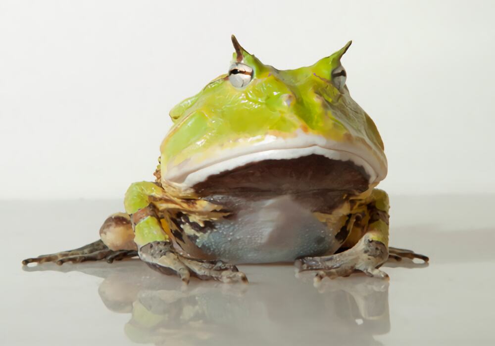 亚马逊角蛙身份信息