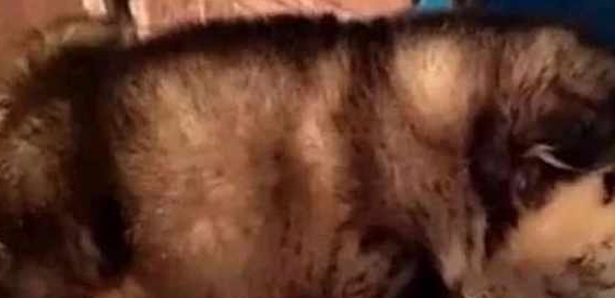 朋友送我只小阿拉,可能是一个披着狗皮的猪,我要破产了