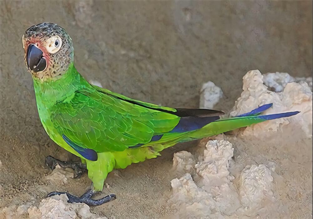 灰头锥尾鹦鹉身份信息