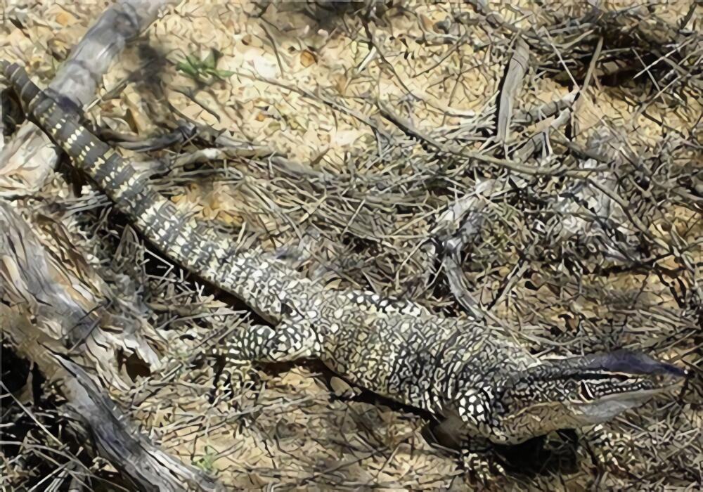 砂巨蜥身份信息