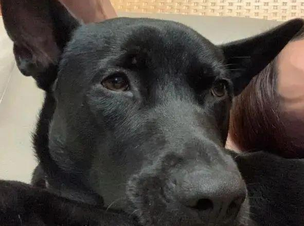 这类零食千万不要给狗吃，防止悲剧重演，主人家追悔莫及