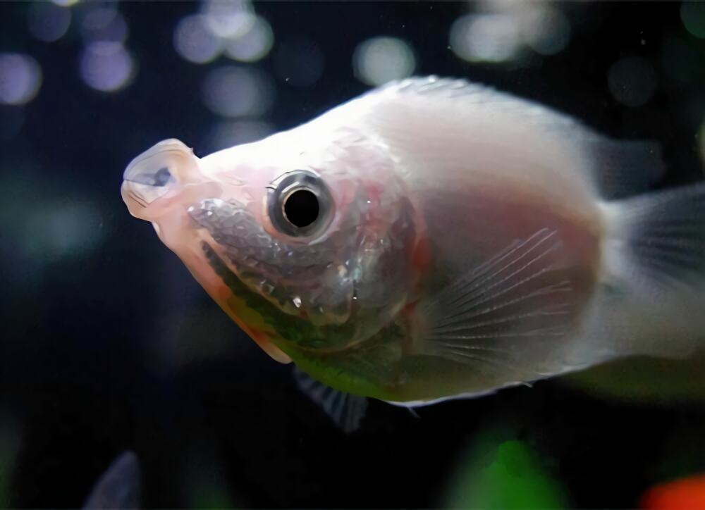 接吻鱼身份信息