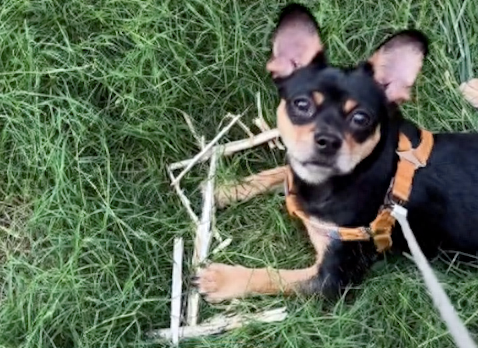 狗狗叼着长木棍回家，主人在后面跟着向别人道歉了一路