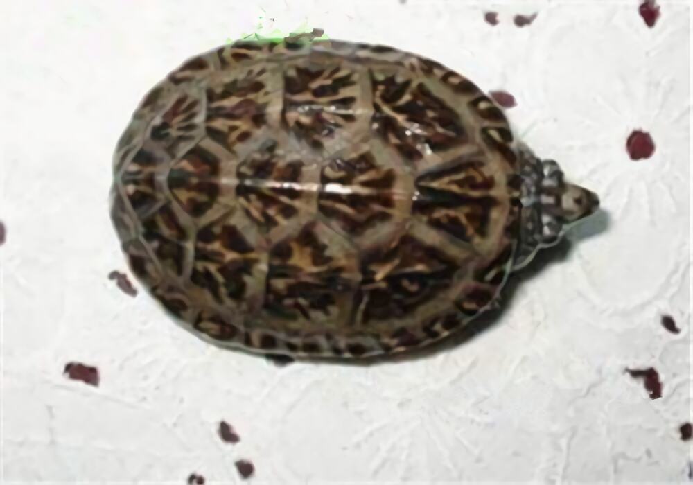 三弦巨型鹰嘴泥龟身份信息