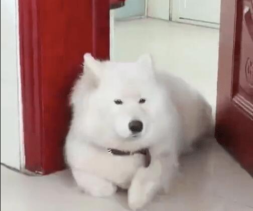 小狗把爪爪折起来躺着,这姿态看上去好怪怪的,前世是只猫吧!