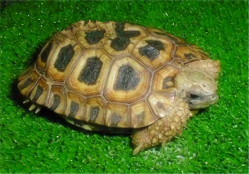 纳塔尔折背陆龟身份信息