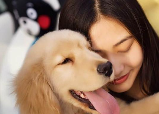 虽然主人都喜欢把外来狗子当成宠物,却只有田园犬懂得感恩与回报