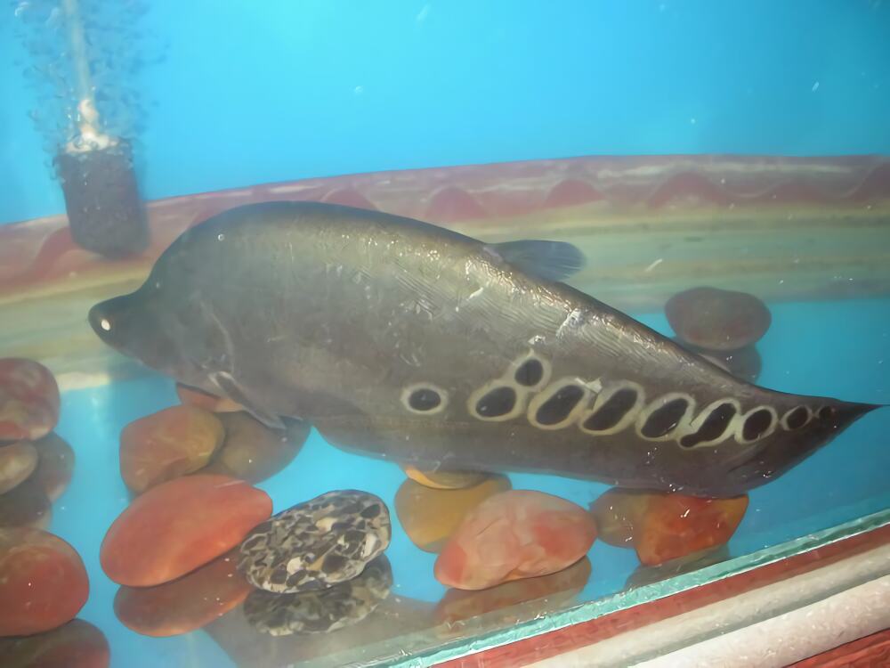 七星刀鱼身份信息