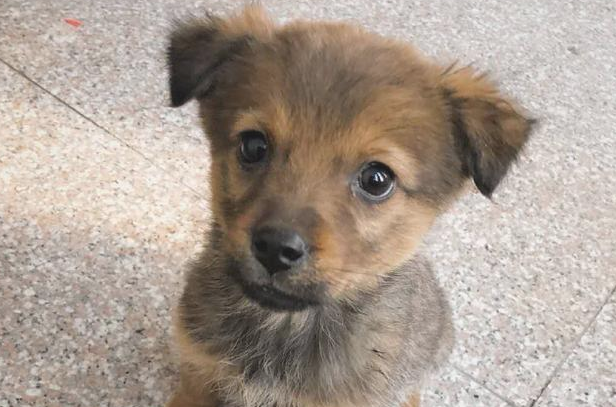 小奶狗瘫在马路边奄奄一息,绝望等死时,被好心女生积极收容