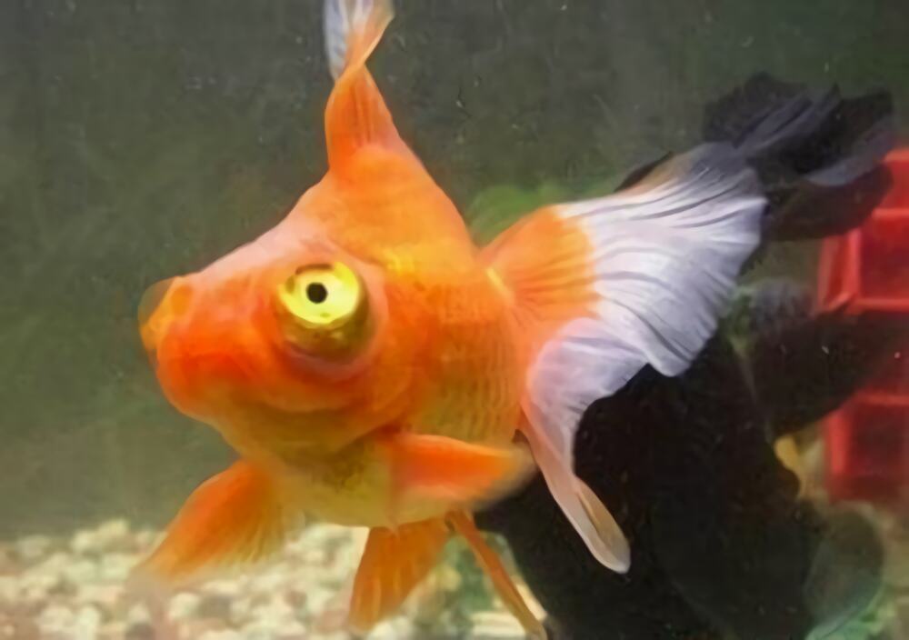 望天眼身份信息