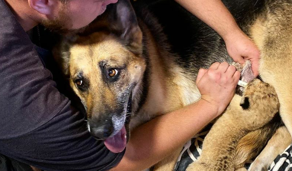 德国牧羊犬成为两只小狮子的“妈妈”