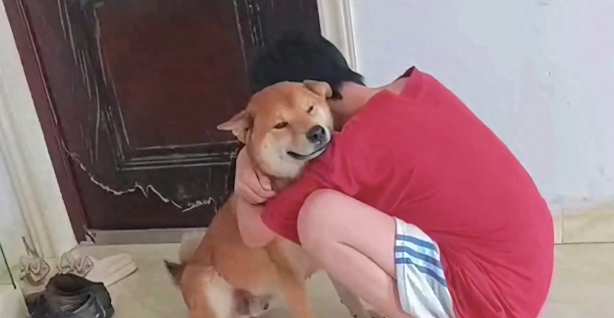 柴犬走丢6天找回后又跑丢2天,弟弟抱着它痛哭