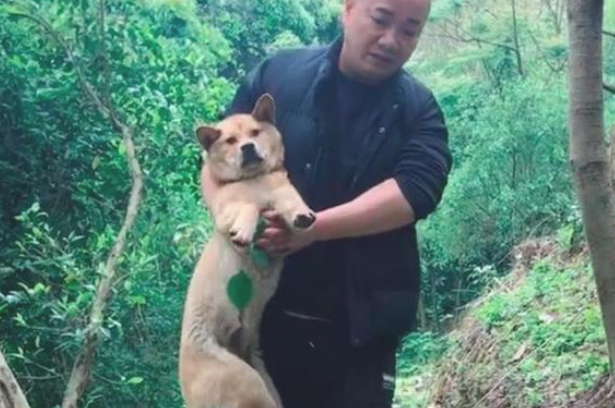 狗狗的后腿被撞断,以便不给主人找麻烦