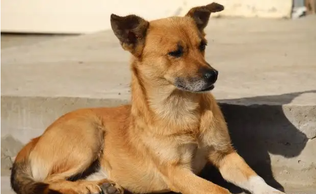 泪目!土狗咬邻家小花狗,被主人送去宰杀
