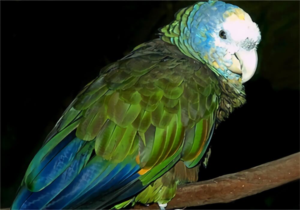 圣文生亚马逊鹦鹉身份信息