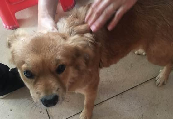 流浪犬被热心人收养,还认为有一个长期饭票,殊不知二天后又沦落街边