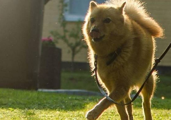 该犬被误以为是“狐狸”!深山里的猎狐高手!犬中“吠叫之王”!