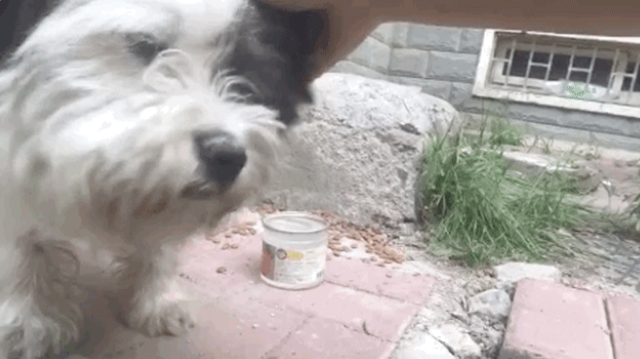 流浪狗苦等主人，终于见面后的举动令人意外：它只是在等一个告别