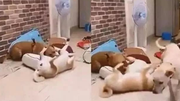 狗子天天拆沙发,主人怒了:把沙发扔了看你们怎么浪!