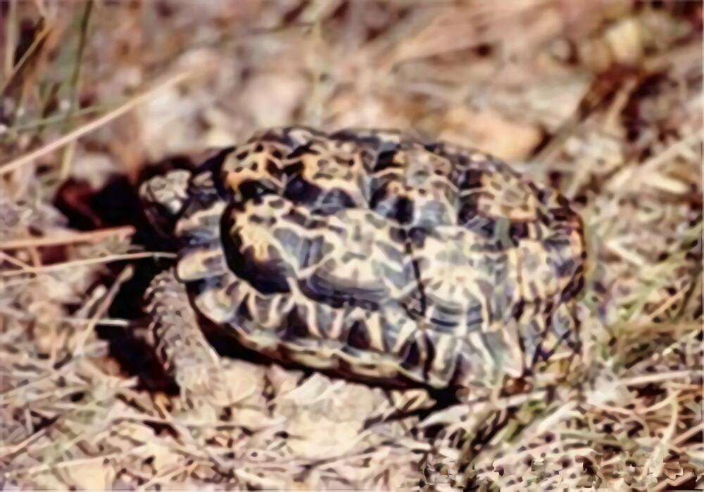 斑点陆龟身份信息