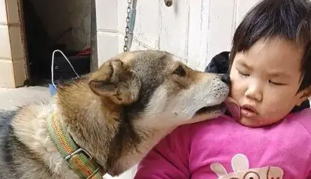 儿子摔倒后在哭泣,狗狗凑过来替他舔掉眼泪