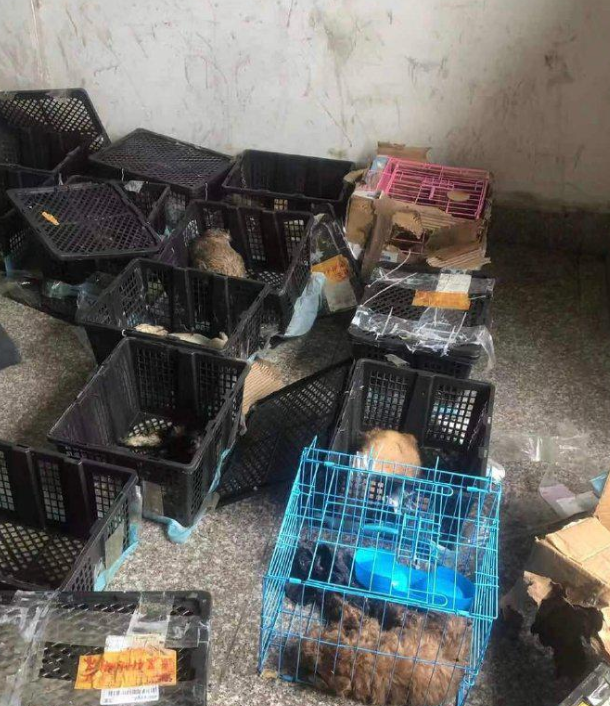 苏州再现活体宠物盲盒 30余猫狗幼崽在中通快递中转站淋雨一整夜