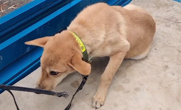 瘸腿狗狗卖狗贩,临别时,狗狗险些咬伤主人