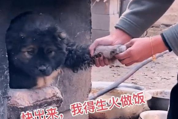 小狗钻进“灶坑”取暖,不给猫咪留位置