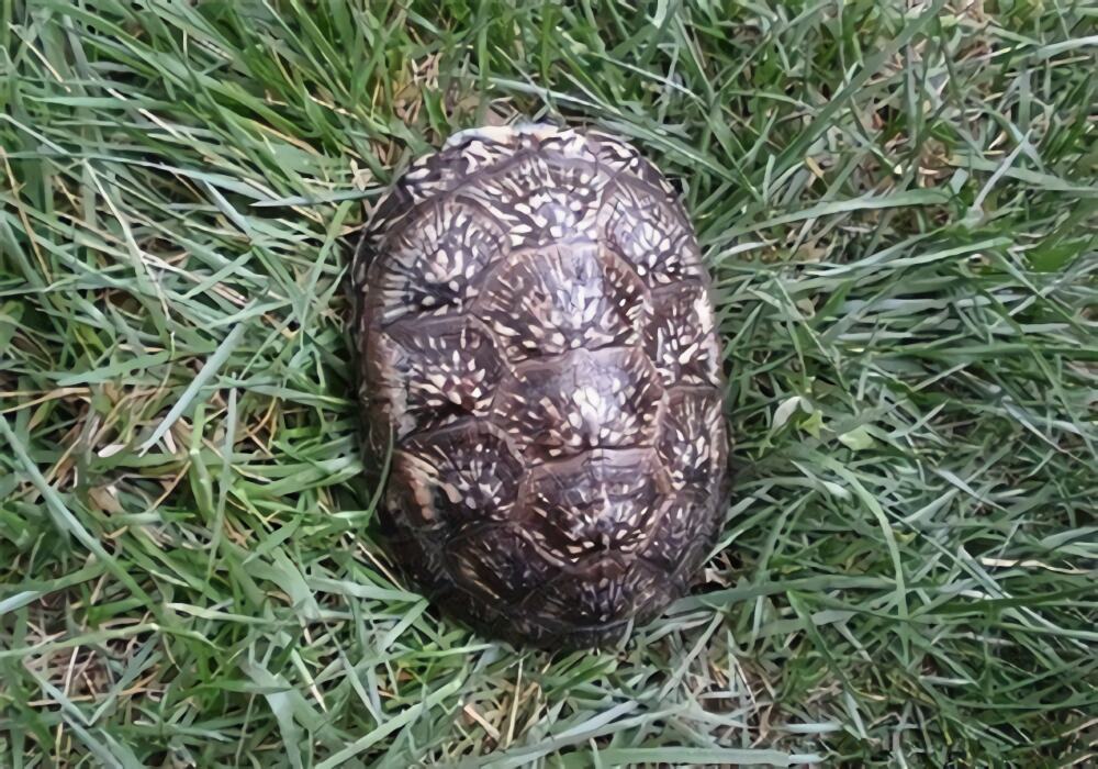 布氏拟龟身份信息