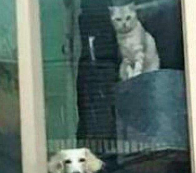 主人下班回家,远远看到自家的猫狗在窗台上:那个傻子回来了