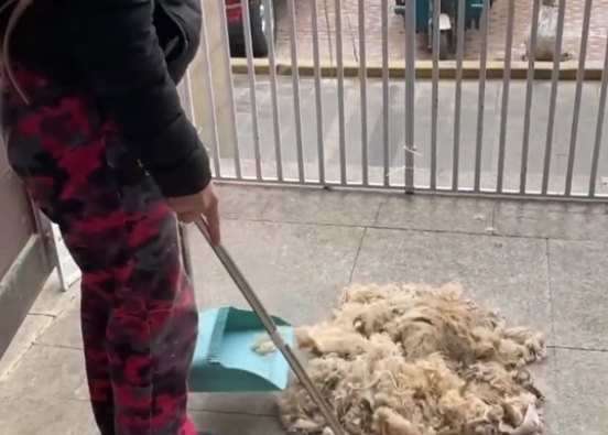 不仅对它们不管不顾,狗主还把泰迪卖狗肉馆
