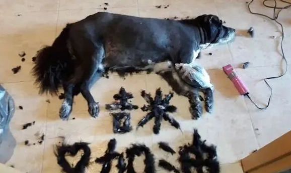 14岁家犬肿瘤复发裂开,主人剃毛拼字集气祈祷毛孩渡过难关!