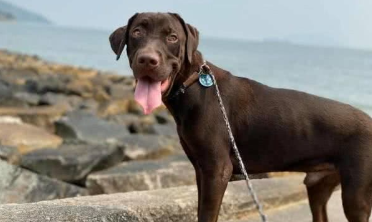 拉布拉多犬咬家具被丢弃,狗狗到新家后又咬充电线,结果再次被弃养