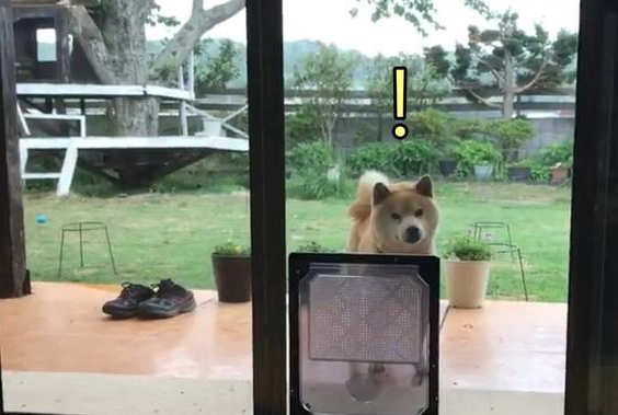 主人给柴犬准备宠物门,结果它愣了一下后,偏偏和主人作对