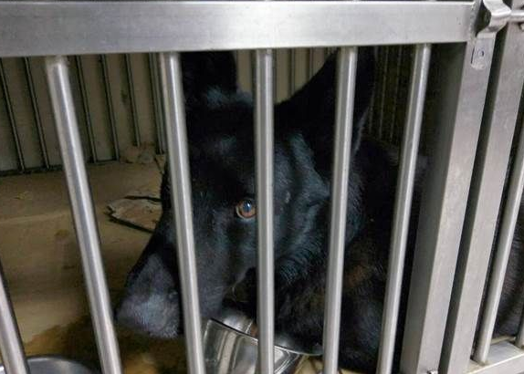 台两只搜救犬受训后回家受阻 缺证明滞留机场