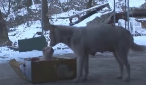 流浪犬送去狗崽后离去，漂亮美女偷偷追踪，见到的一幕禁不住痛哭！