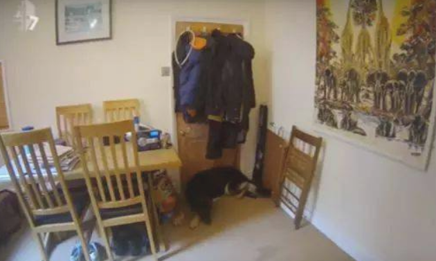 见到小狗独自在家痛楚焦虑情绪的模样，主人家确实心痛的嚎啕大哭！