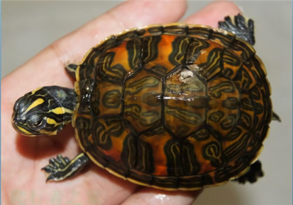 佛罗里达红肚龟身份信息