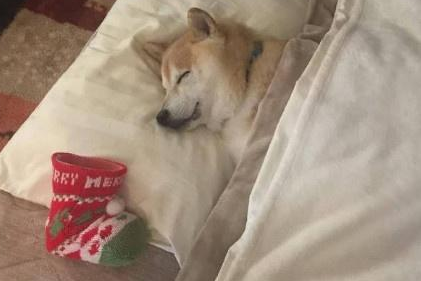 圣诞给秋田犬提前准备袜子,直到狗狗醒来时神情诧异