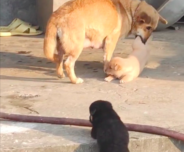 小狗在外面玩得太久,狗妈妈直接叼着它回狗窝