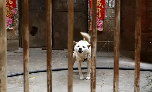 流浪狗撵学生被保安不慎打死！有人痛心发讣告，学校竟停了他的职