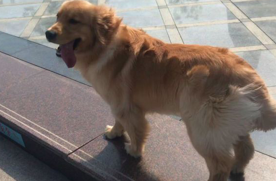 金毛昂首挺胸走在路上走,却看不见以往热闹,狗:人呢?