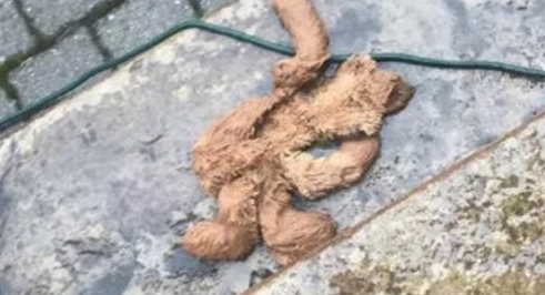 狗狗把最心爱的玩具弄丢了，没想到找回后被这样折腾…