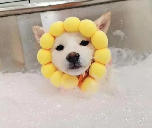 给你三个养柴犬的理由!别犹豫了,真香!