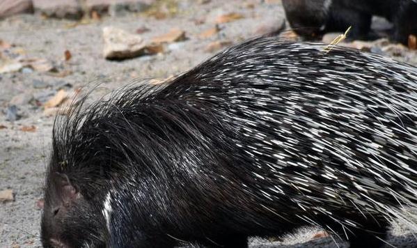 非洲“平头哥”狗狗所向披靡？NO！