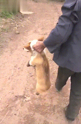 狗狗过年实用攻略!不想鸡飞狗跳,那你一定要仔细看完...