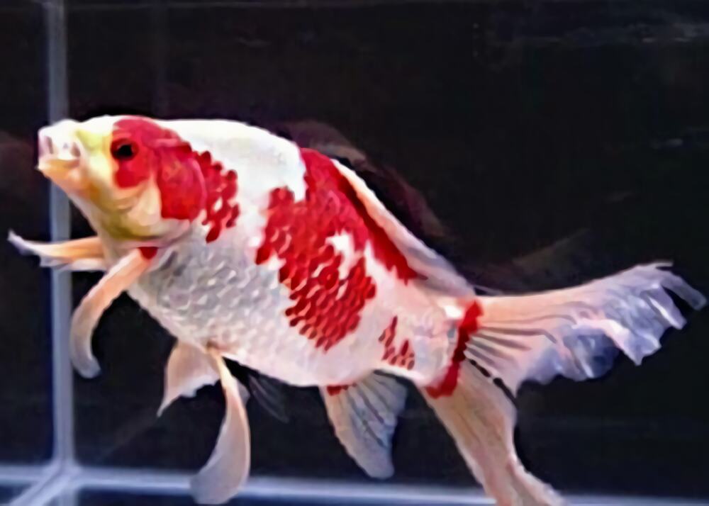 红白草金鱼身份信息