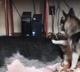 一头猪与5只狗一起生活,竟成功带跑偏,现在行为举止都很像狗!