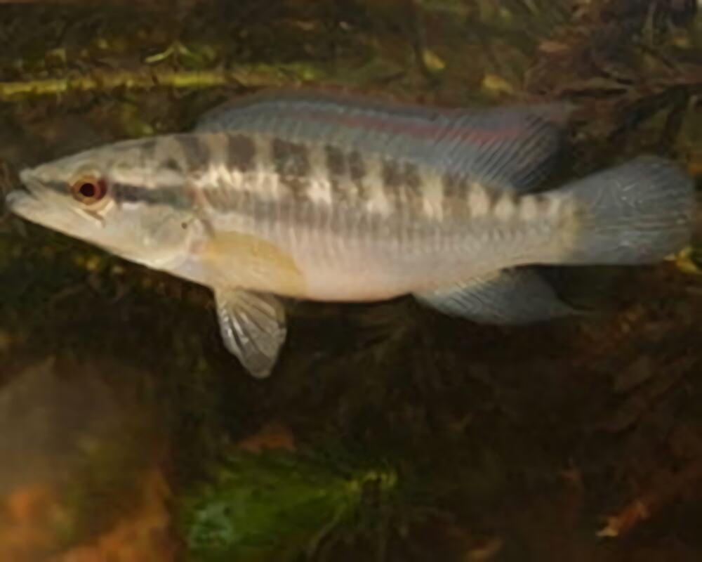 茅尖鱼身份信息